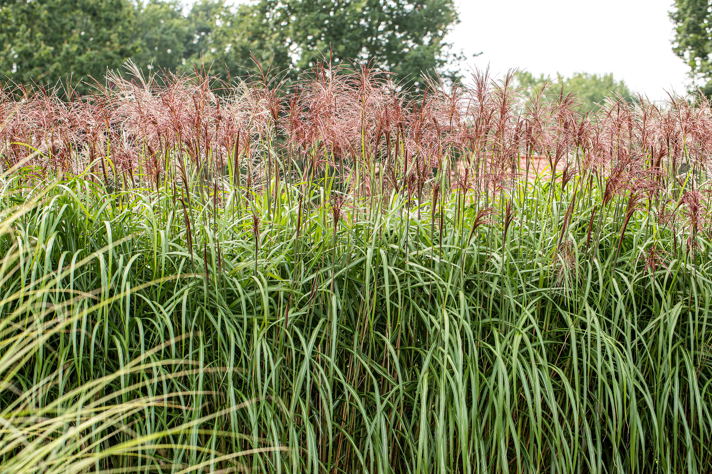 PM26_TGG_Ziergräser_B10 Chinaschilf (Miscanthus sinensis)