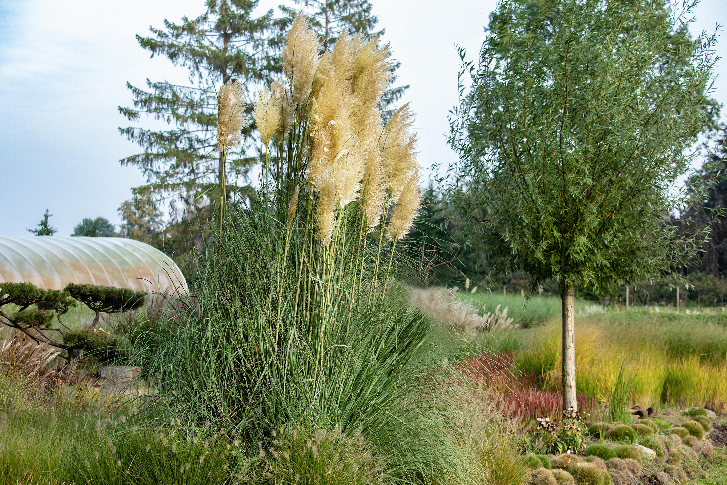 PM26_TGG_Ziergräser_B11 Pampasgras (Cortaderia selloana)