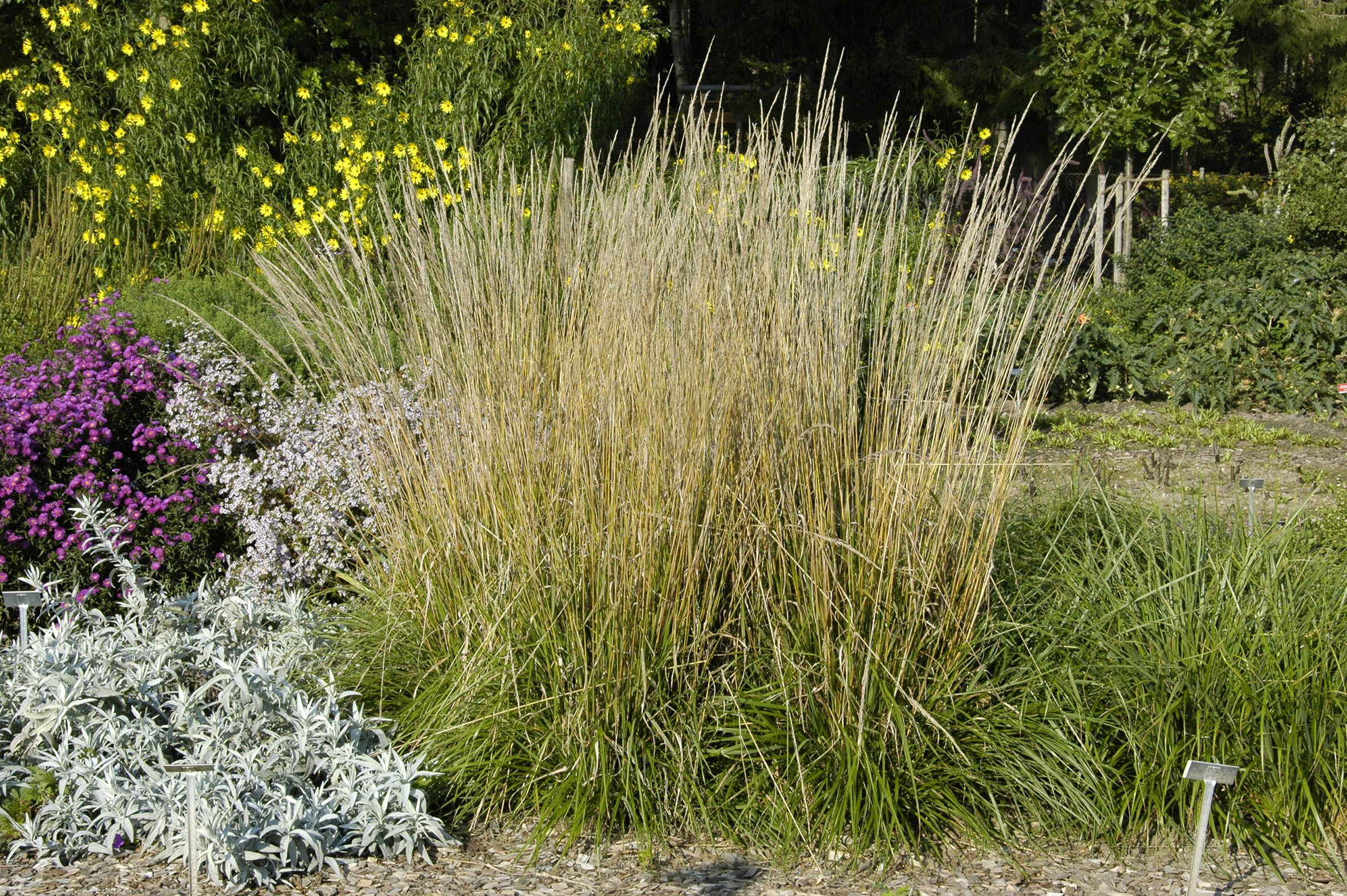 PM26_TGG_Ziergräser_B12 Reitgras (Calamagrostis x acutiflora)