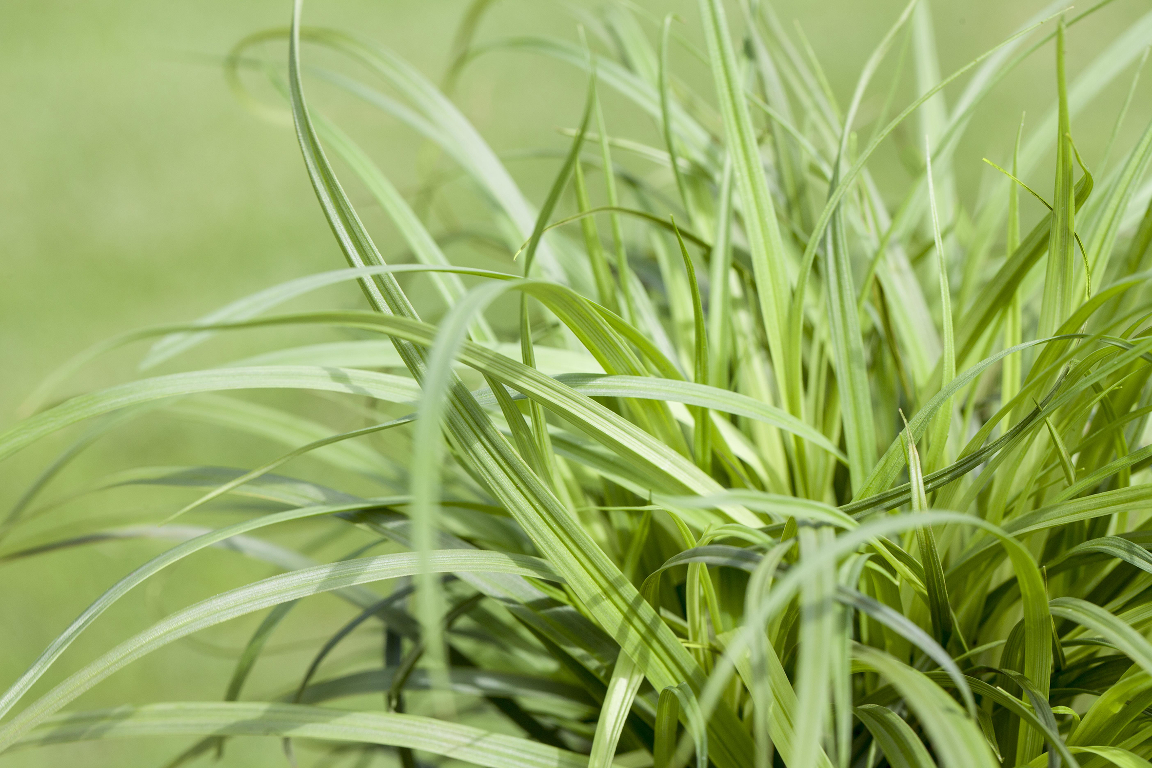 PM26_TGG_Ziergräser_B13 Seggen (Carex spp.)