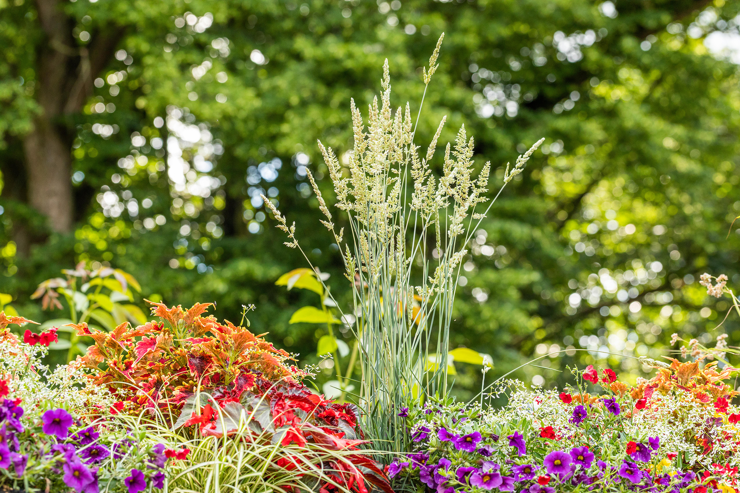 PM26_TGG_Ziergräser_B3 Gräser bringen vertikale Strukturen in bunte Blumenarrangements – ob im Beet oder im Balkonkasten.