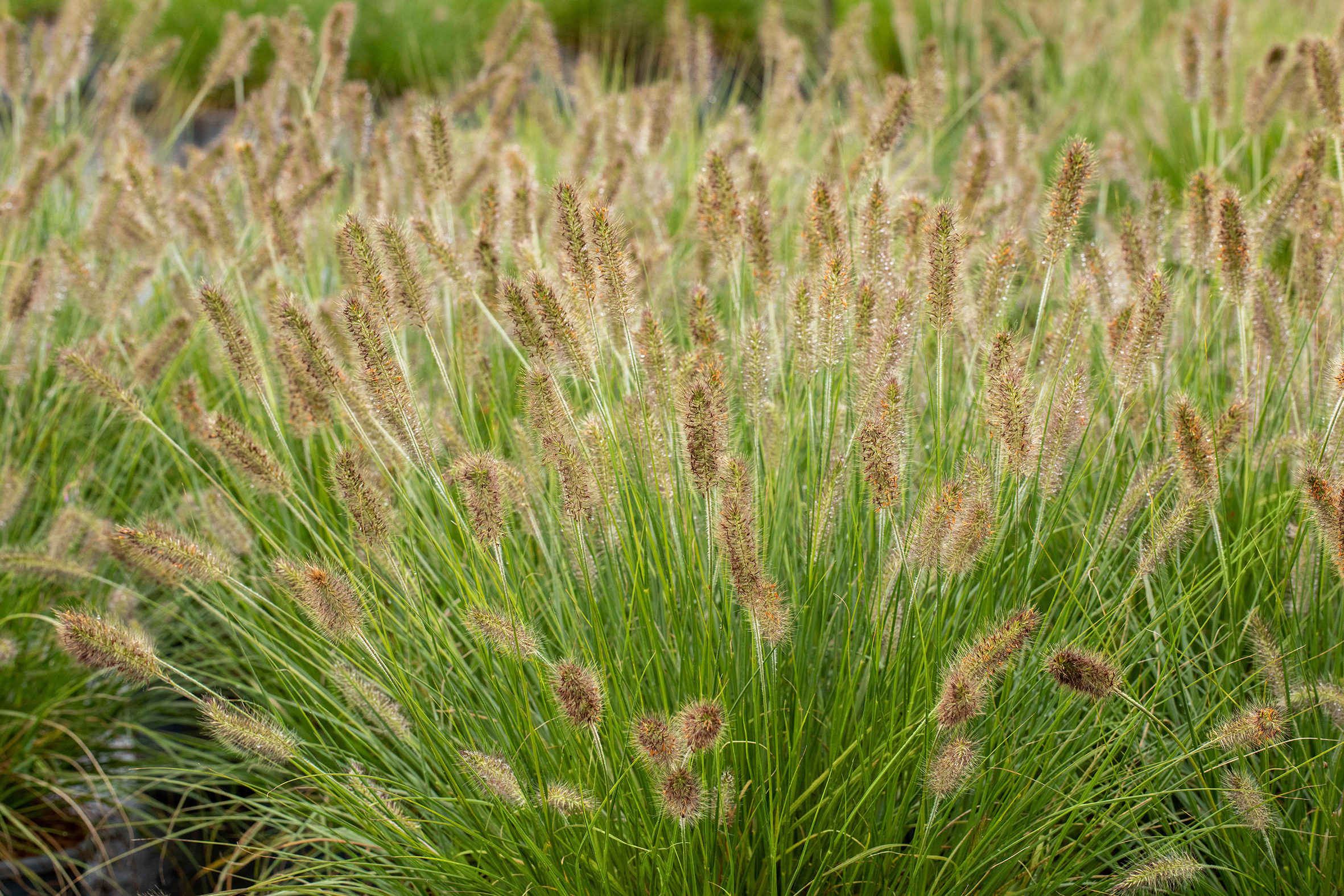 PM26_TGG_Ziergräser_B8 Lampenputzergras (Pennisetum alopecuroides)