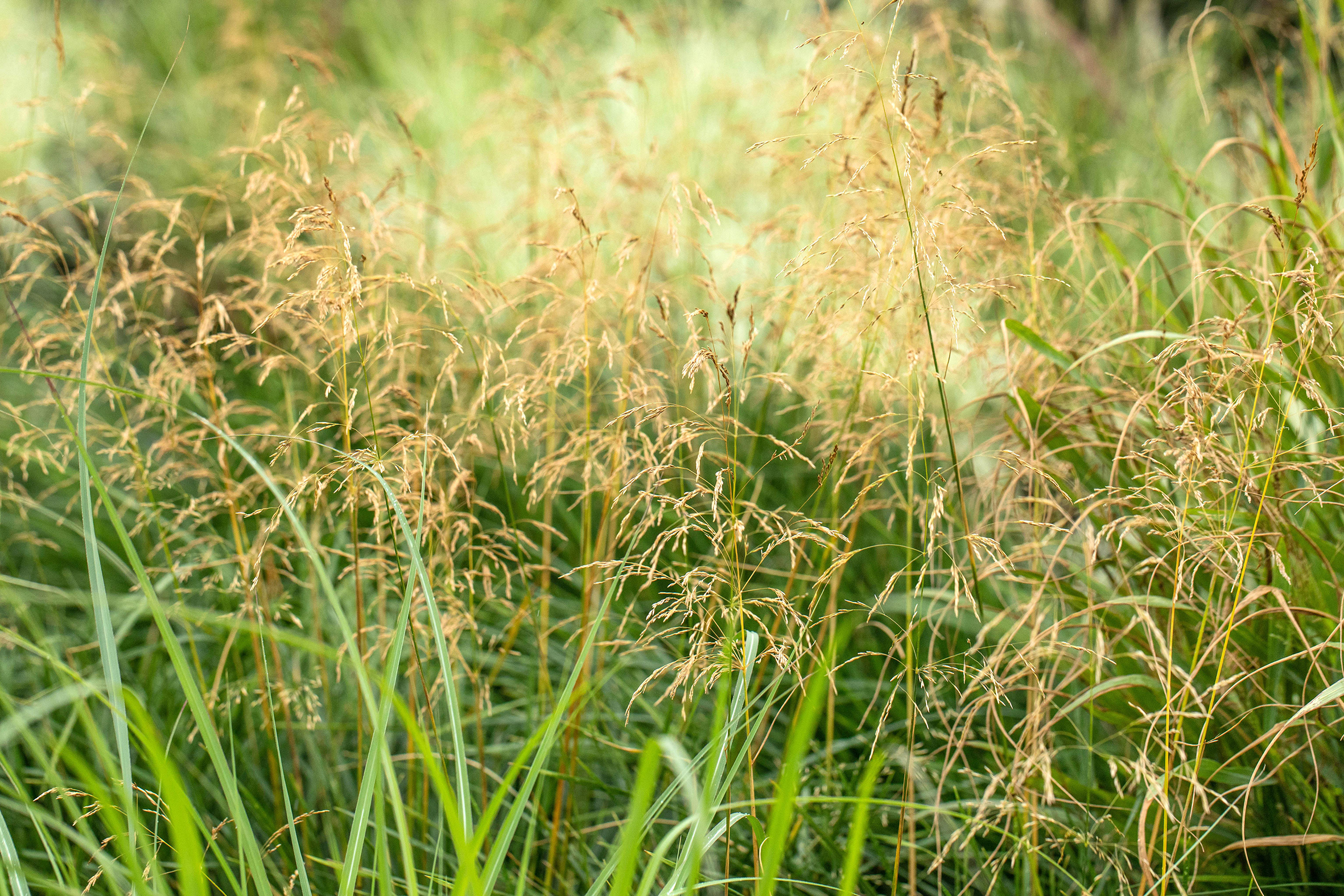 PM26_TGG_Ziergräser_B9 Rutenhirse (Panicum virgatum)